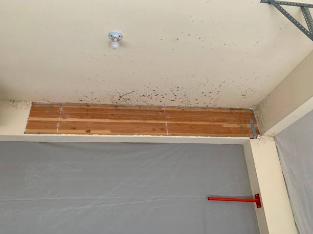 Best Post-Remediation Verification Testing  in Alpine, CA
